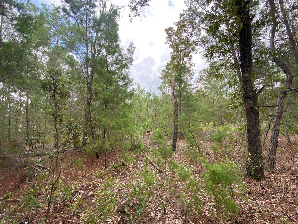 Ocklawaha, FL 32179,0000 FISHER TRL