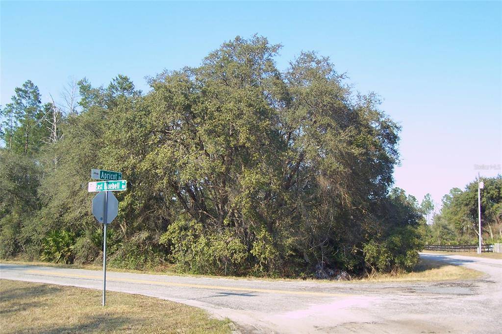 Eustis, FL 32736,E BLUEBELL AVE