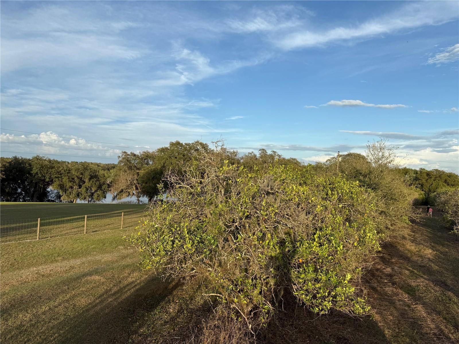 Weirsdale, FL 32195,SE 165TH AVE