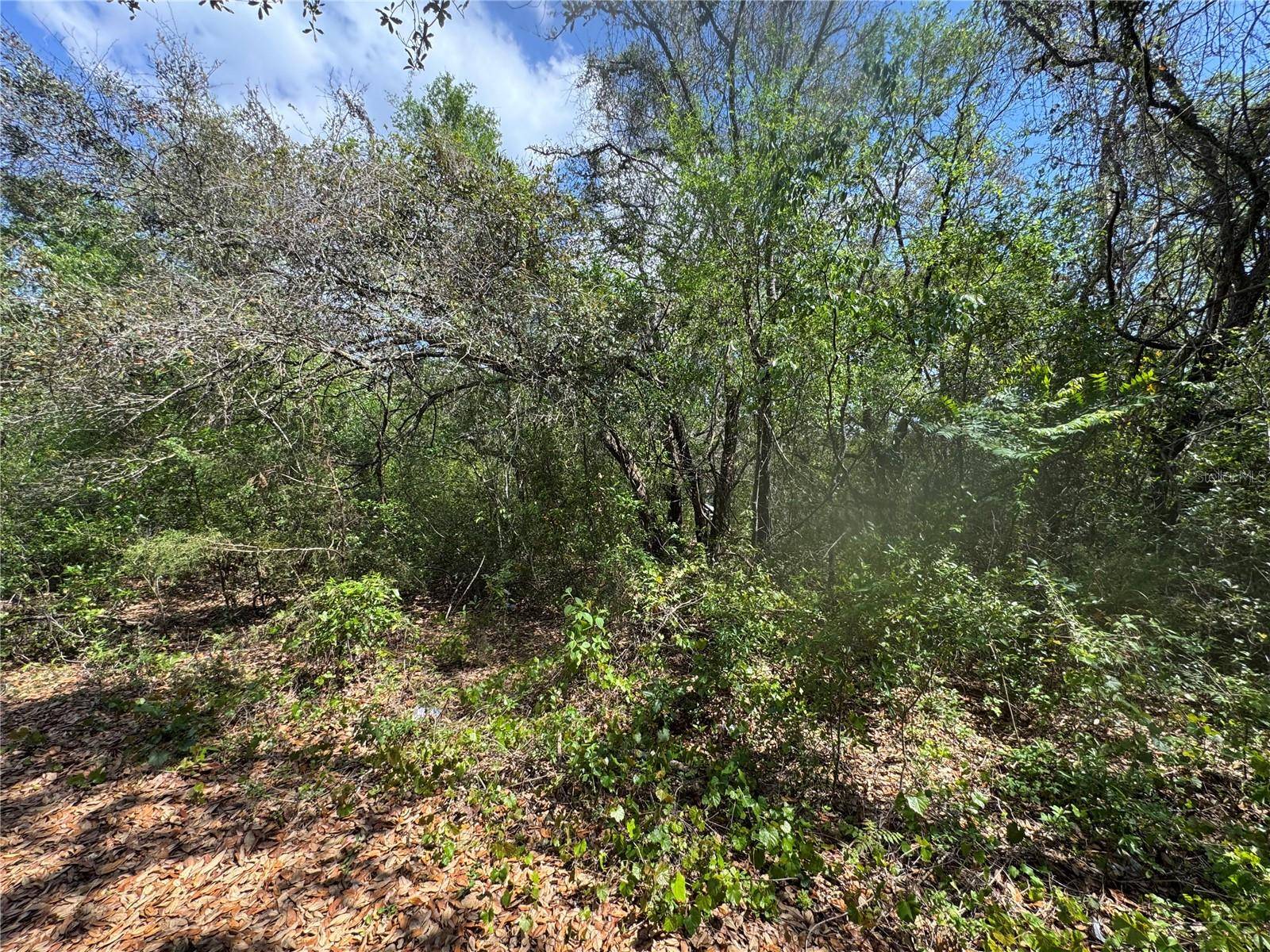 Lady Lake, FL 32159,CASAURINA RD