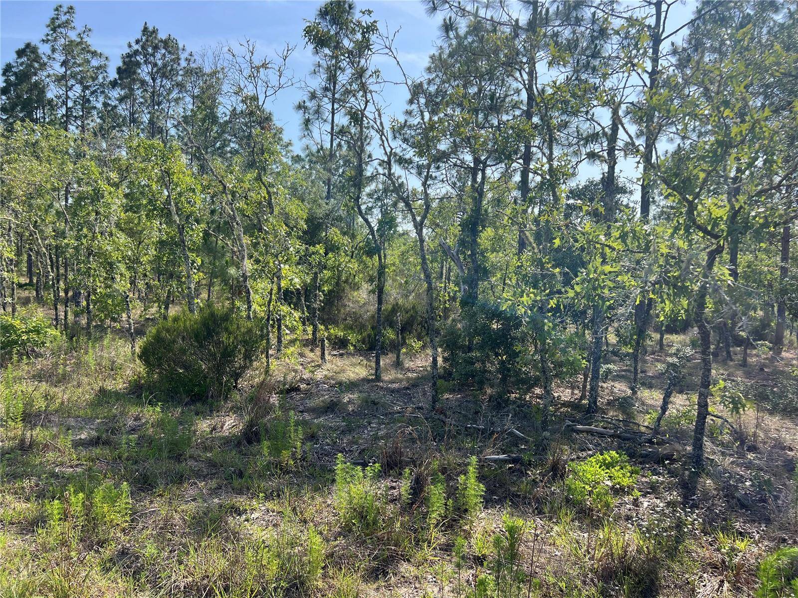 Williston, FL 32696,NE 151ST AVE