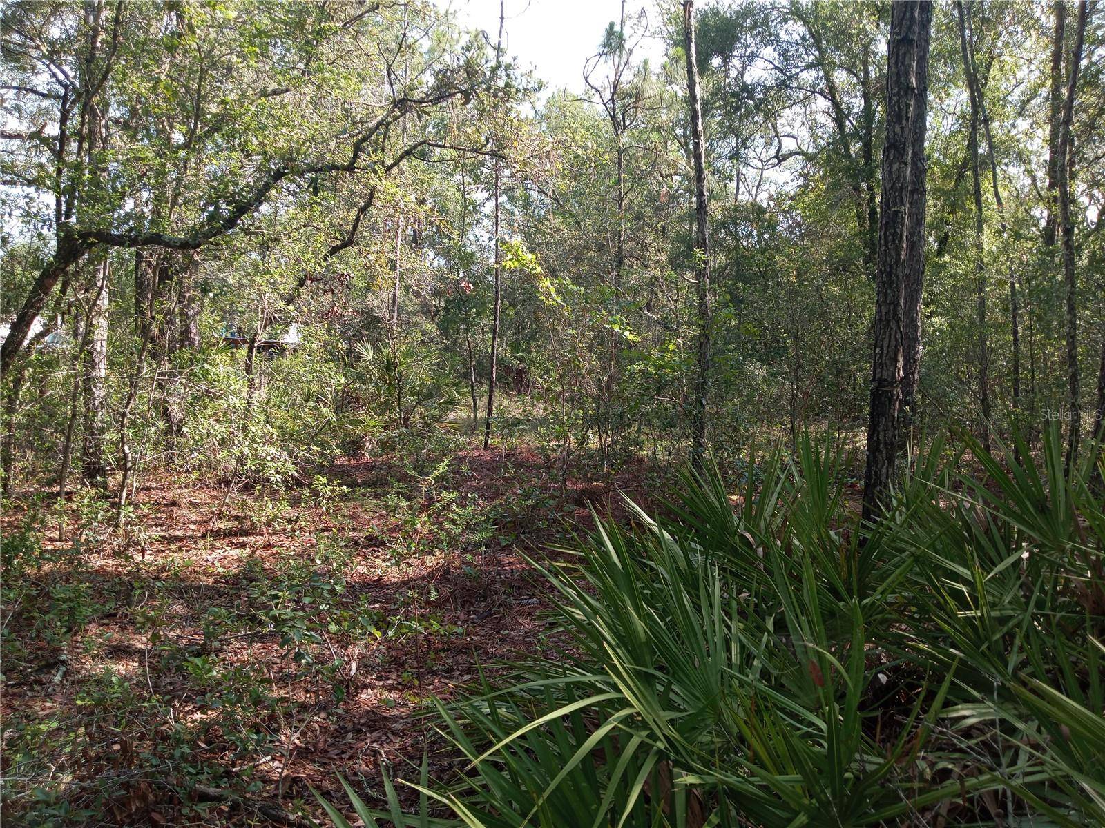 Webster, FL 33597,6415 NORMAN ST
