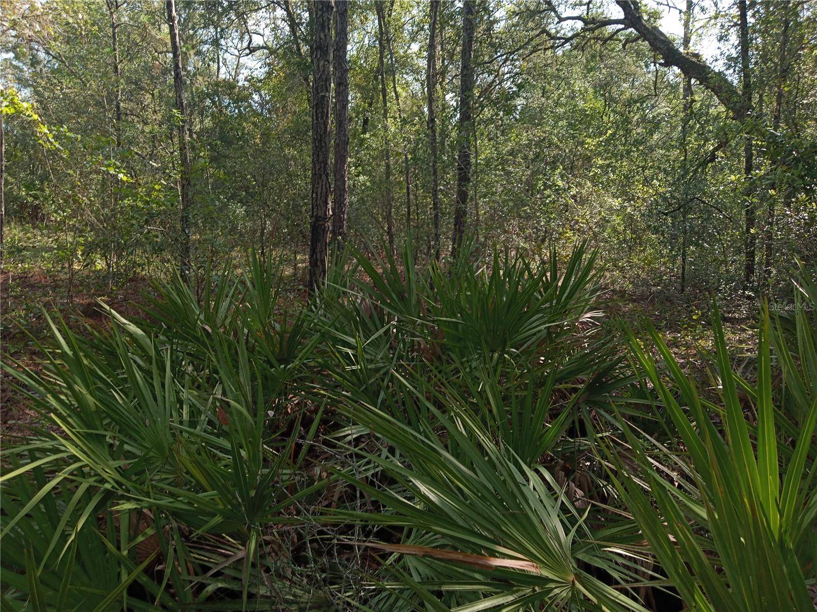 Webster, FL 33597,6431 NORMAN ST