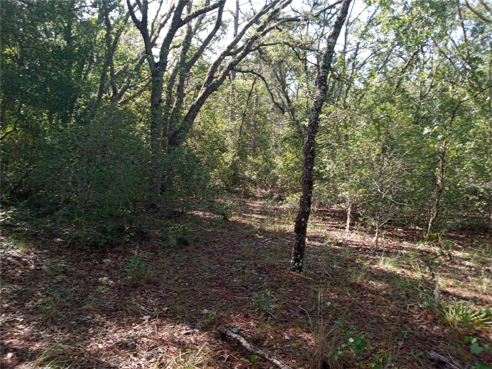 Webster, FL 33597,6431 NORMAN ST