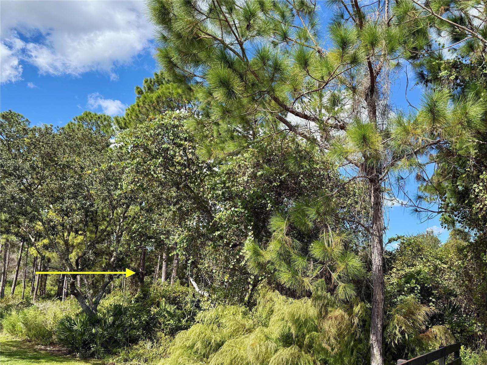 Eustis, FL 32736,LOT 11 ROYAL TRAILS RD