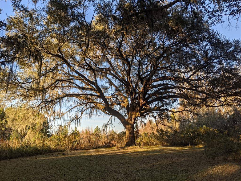 Lake Butler, FL 32054,SW COUNTY ROAD 241