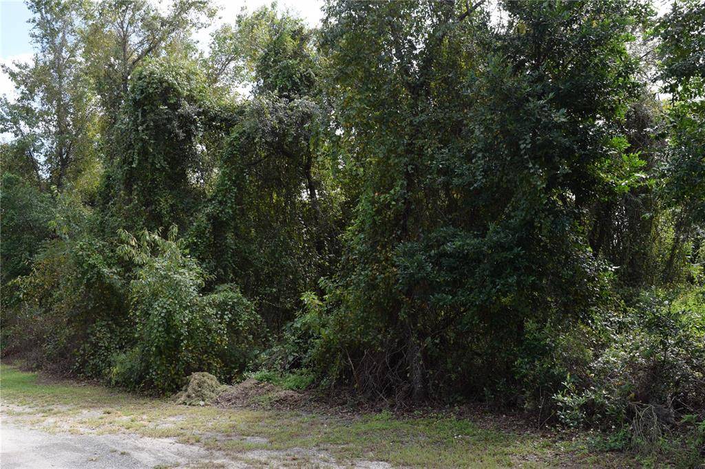 Fort Mc Coy, FL 32134,TBD NE 238 PL