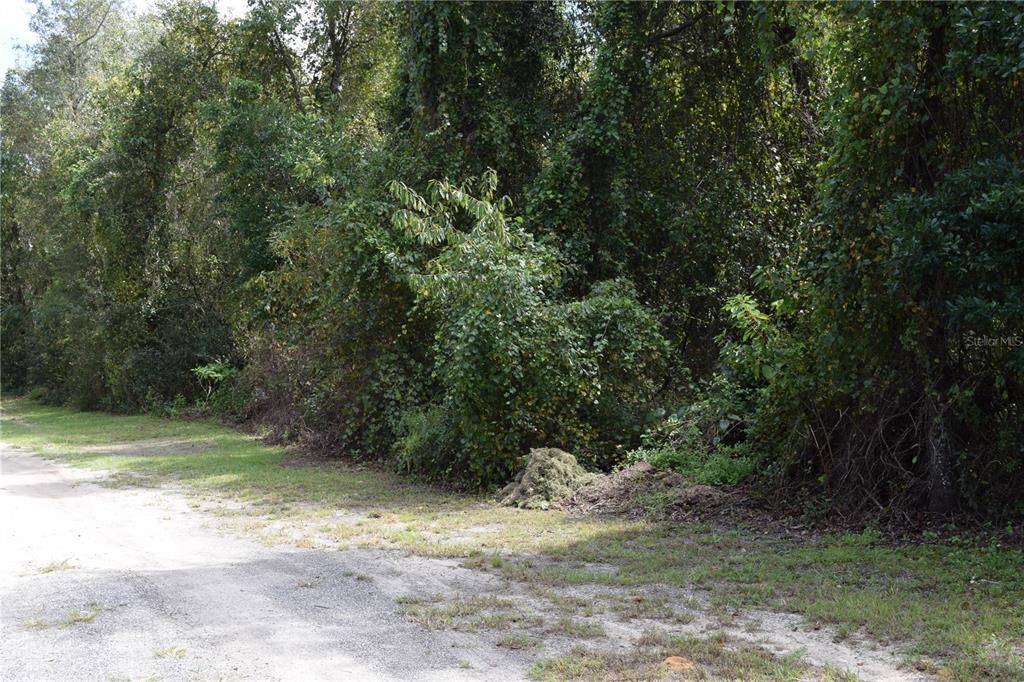 Fort Mc Coy, FL 32134,TBD NE 238 PL