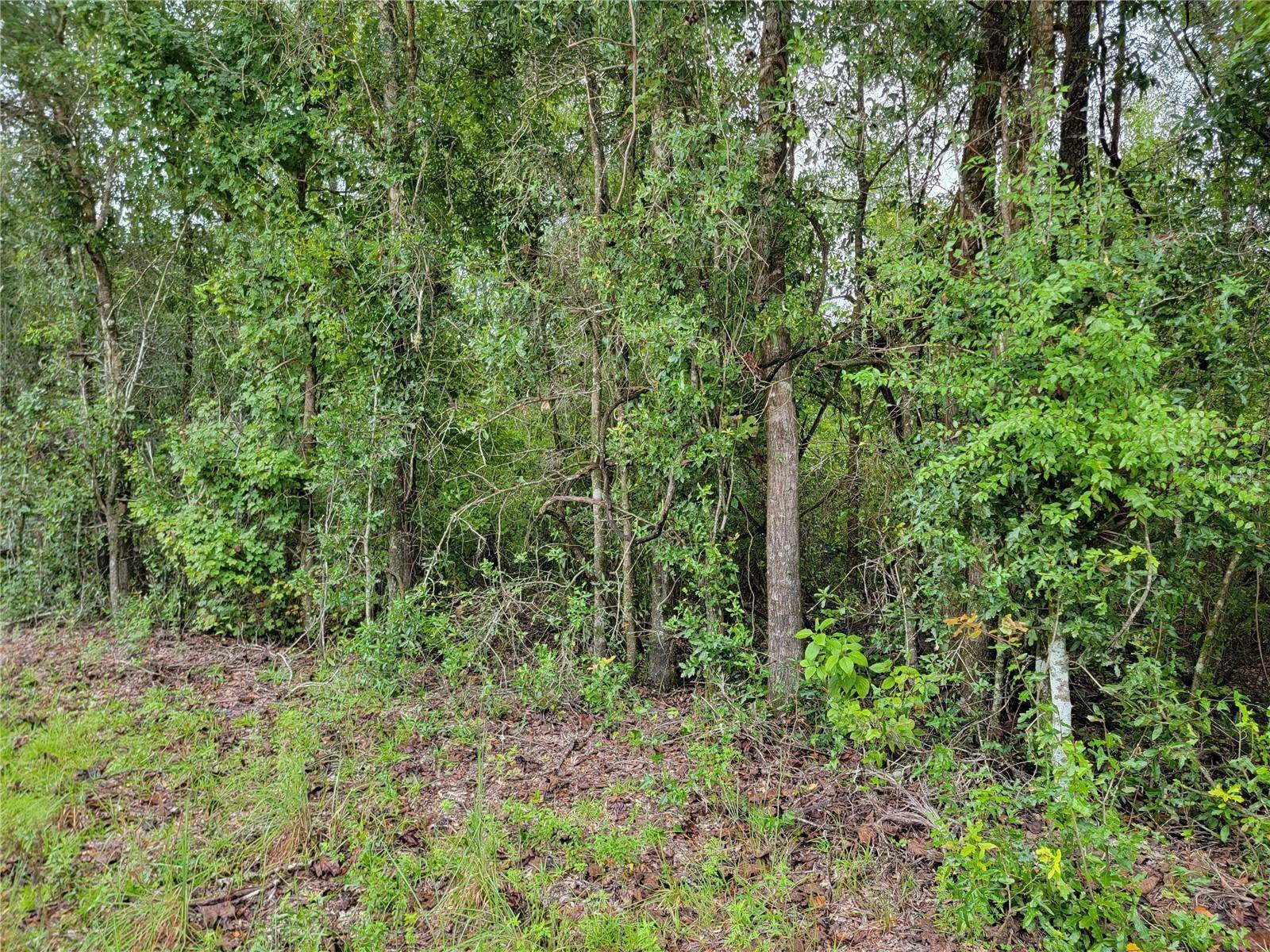 Live Oak, FL 32060,TBD 185TH ROAD