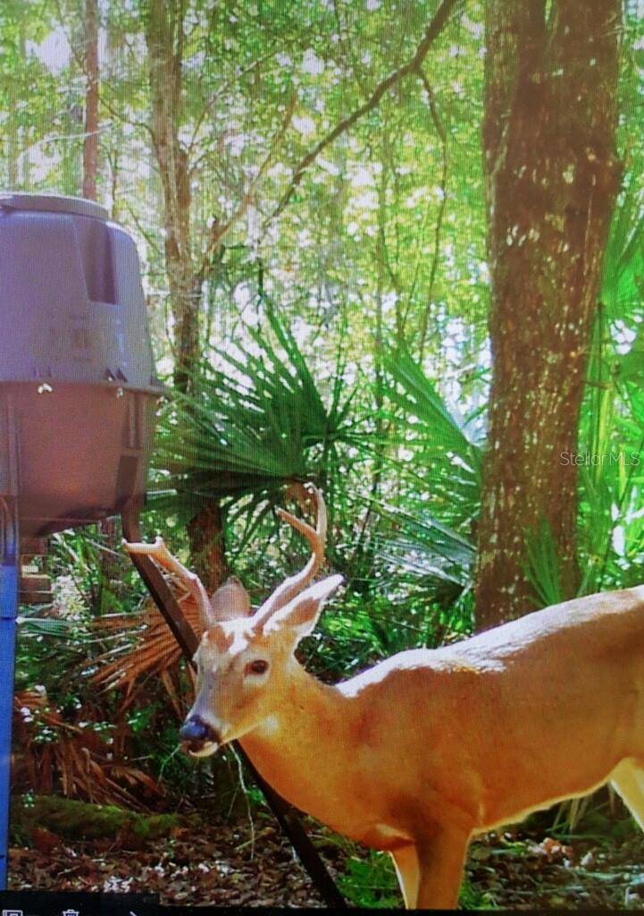 Bell, FL 32619,SW 17 ST