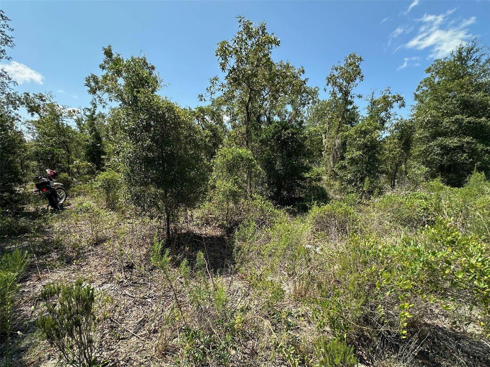 Williston, FL 32696,NE 66TH LN