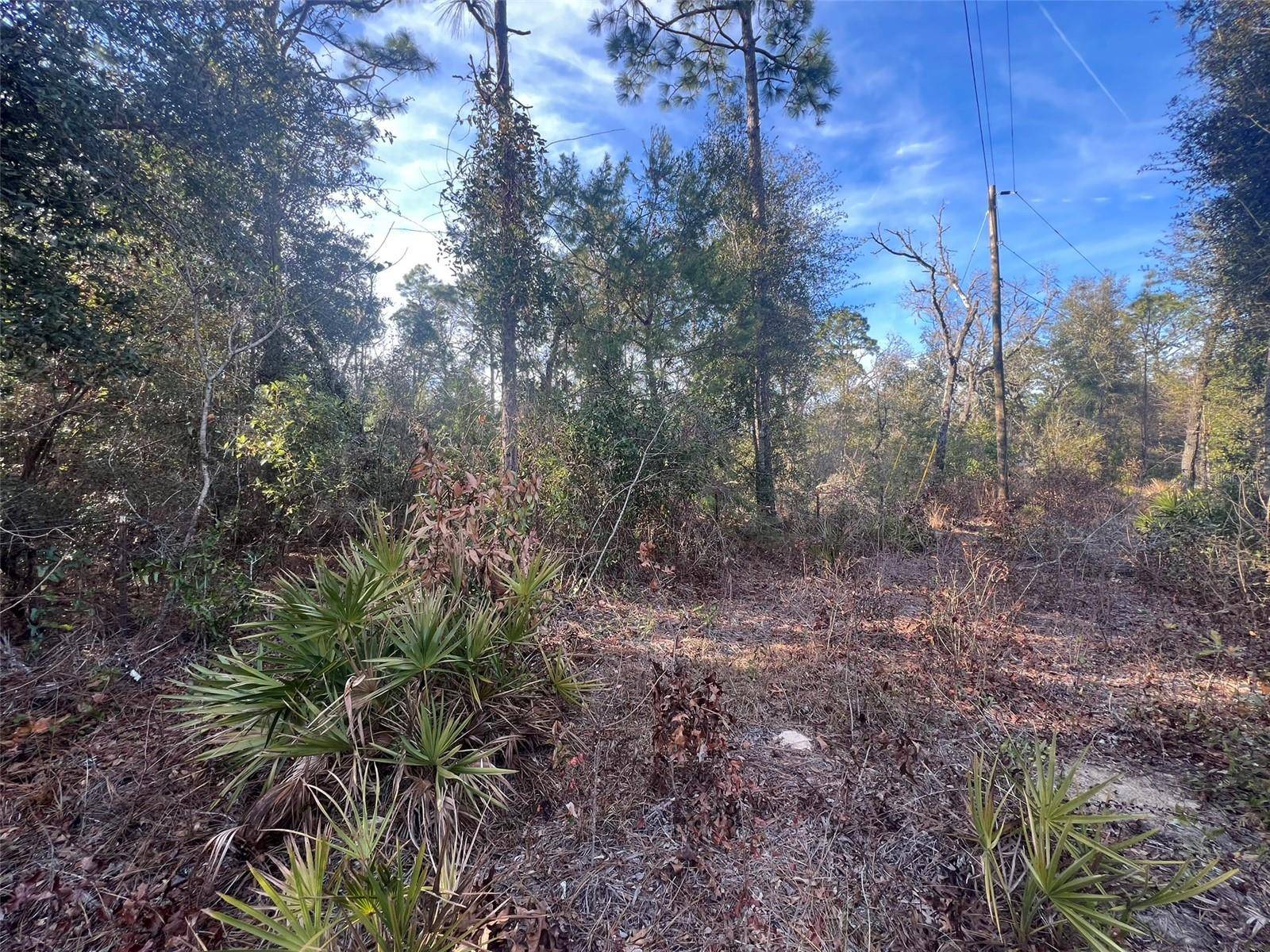 Old Town, FL 32680,000 NE 822ND ST