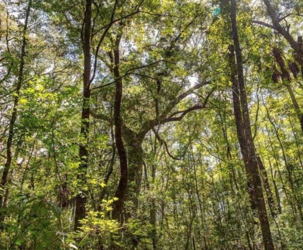 Old Town, FL 32680,TBD NE 642ND ST