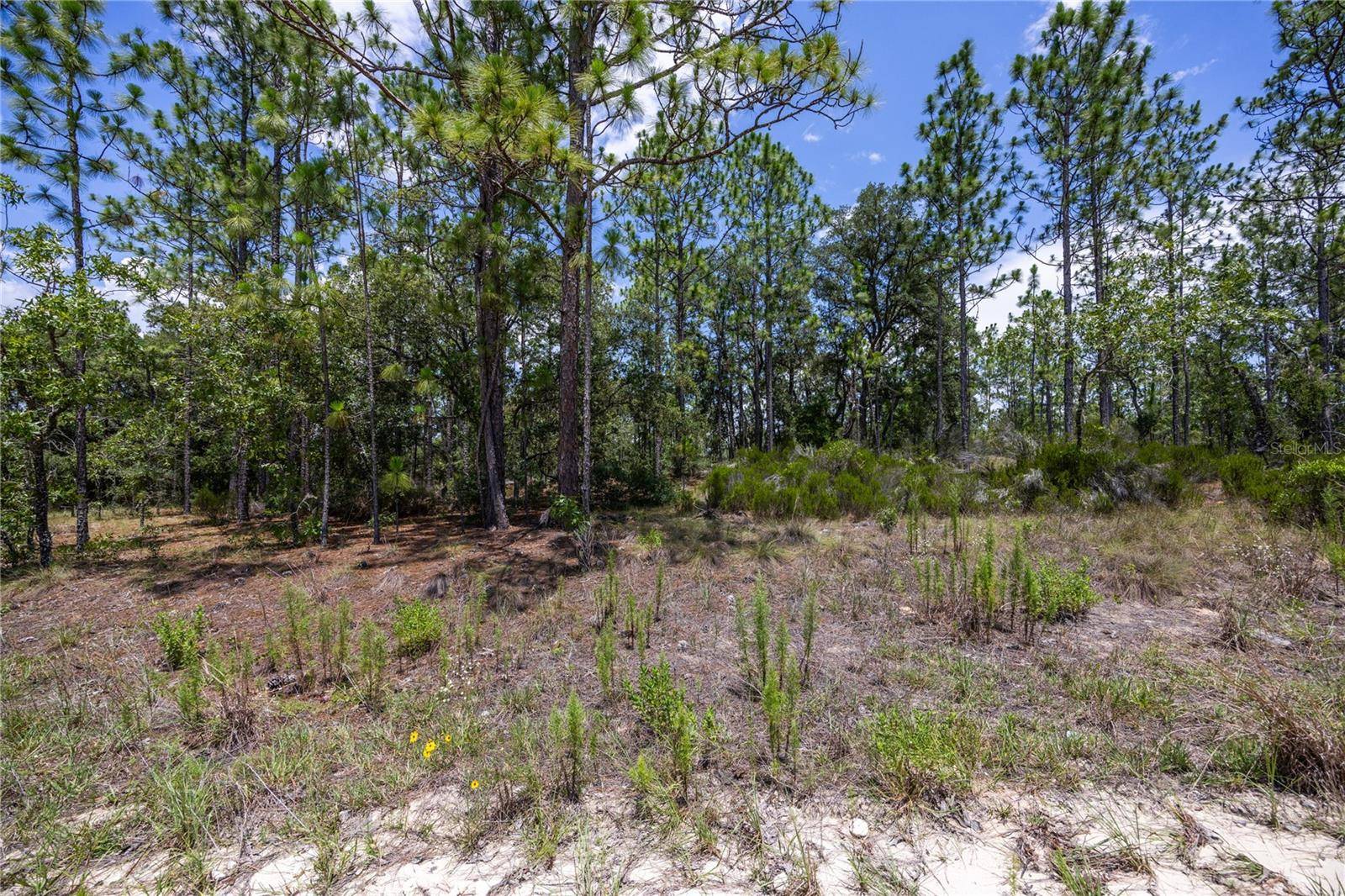 Williston, FL 32696,NE 150TH CT