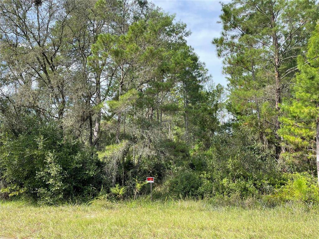 Eustis, FL 32736,CHINABERRY ST