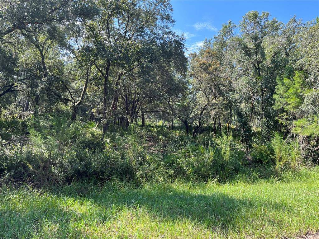 Eustis, FL 32736,CHINABERRY ST