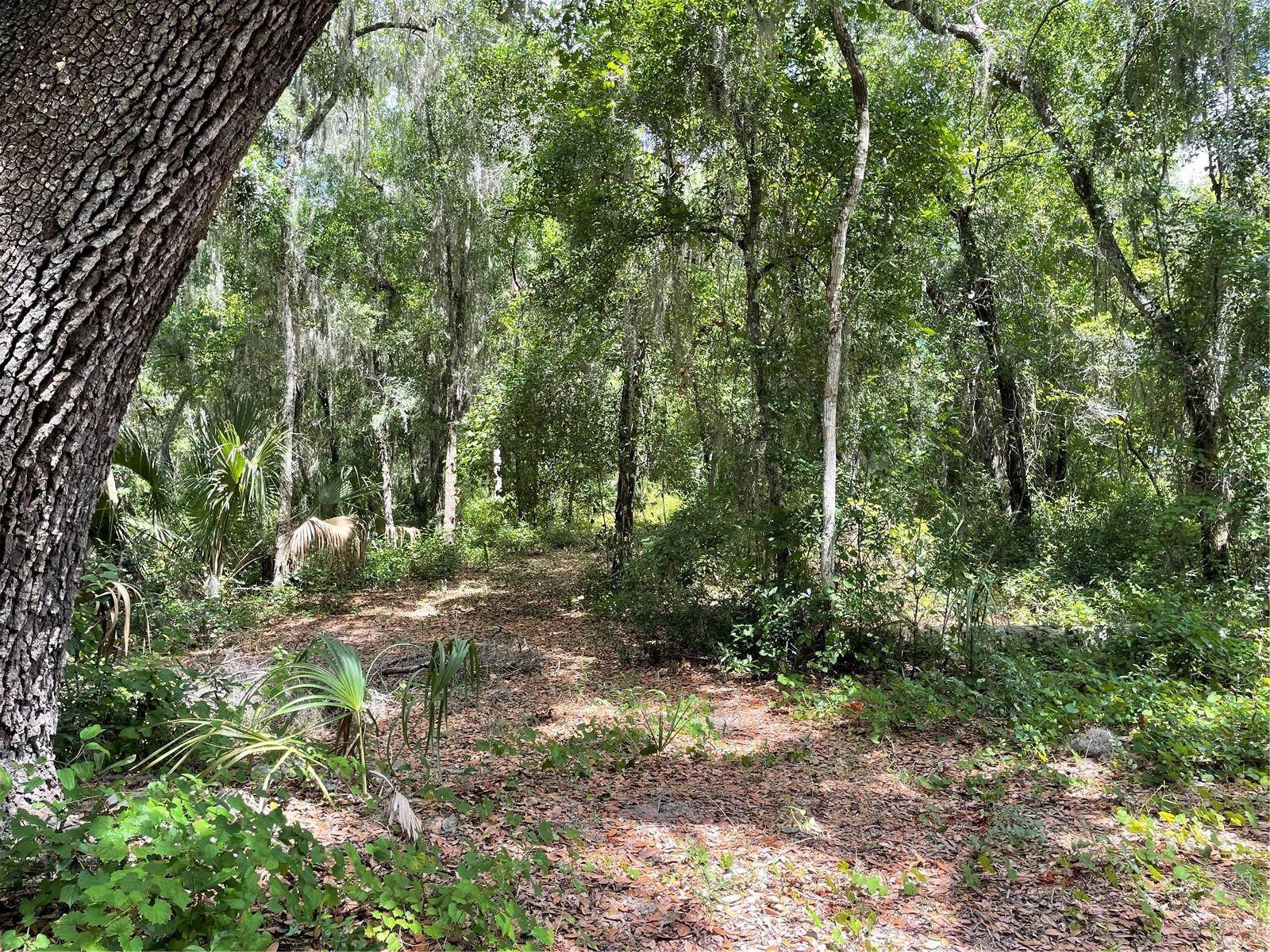 Ocklawaha, FL 32179,TBD SE 49TH ST RD