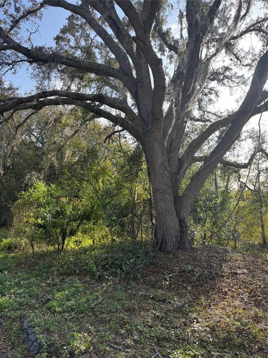 Eustis, FL 32726,E ORANGE AVE