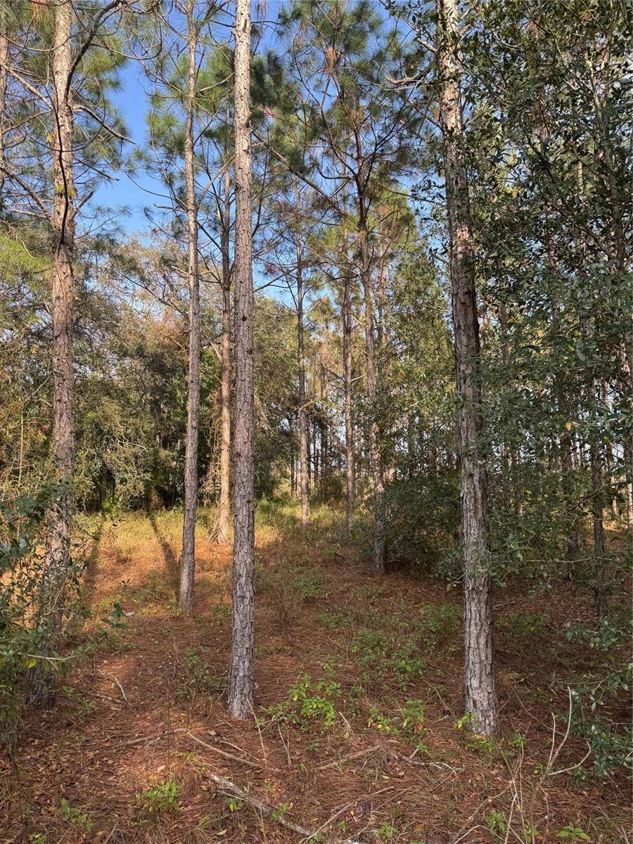 Eustis, FL 32726,E ORANGE AVE