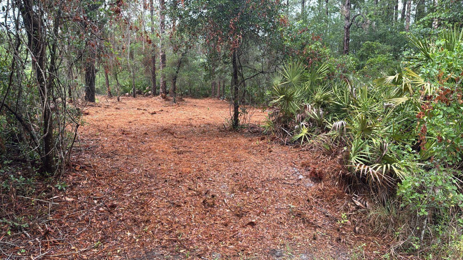 Georgetown, FL 32139,318 PALM WAY