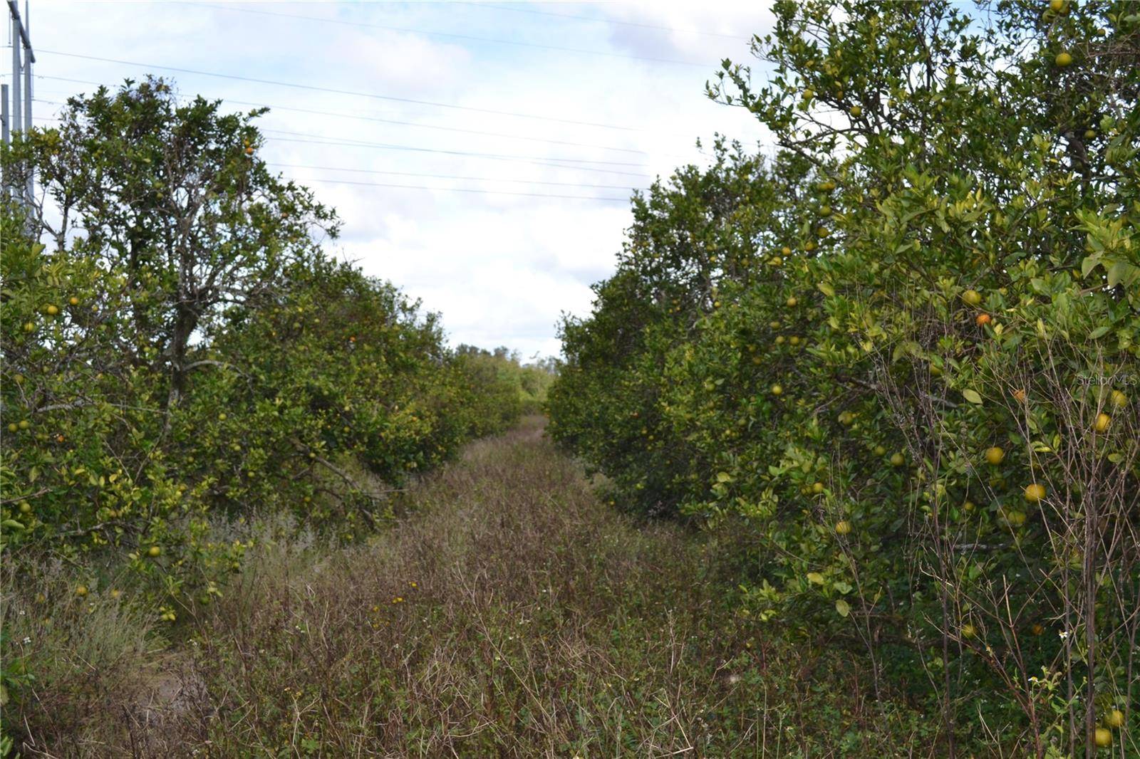 Lake Wales, FL 33898,MASTERPIECE RD