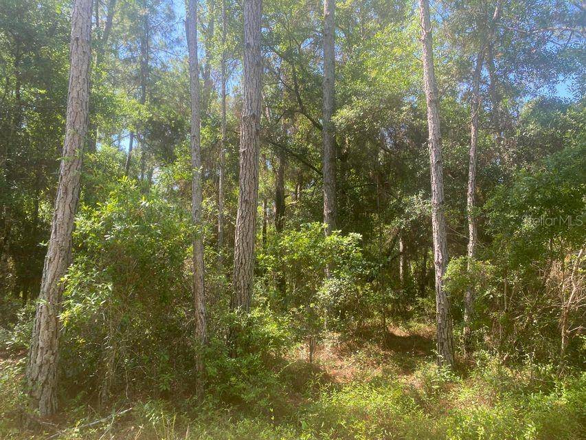 Fort Mc Coy, FL 32134,TBD 155TH LN