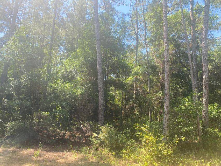 Fort Mc Coy, FL 32134,TBD 155TH LN