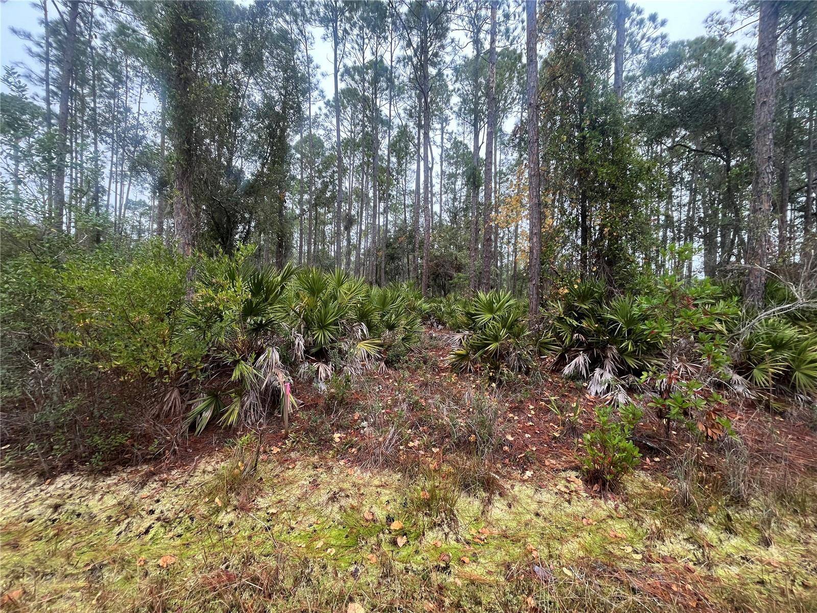 Georgetown, FL 32139,222 MARIE AVE