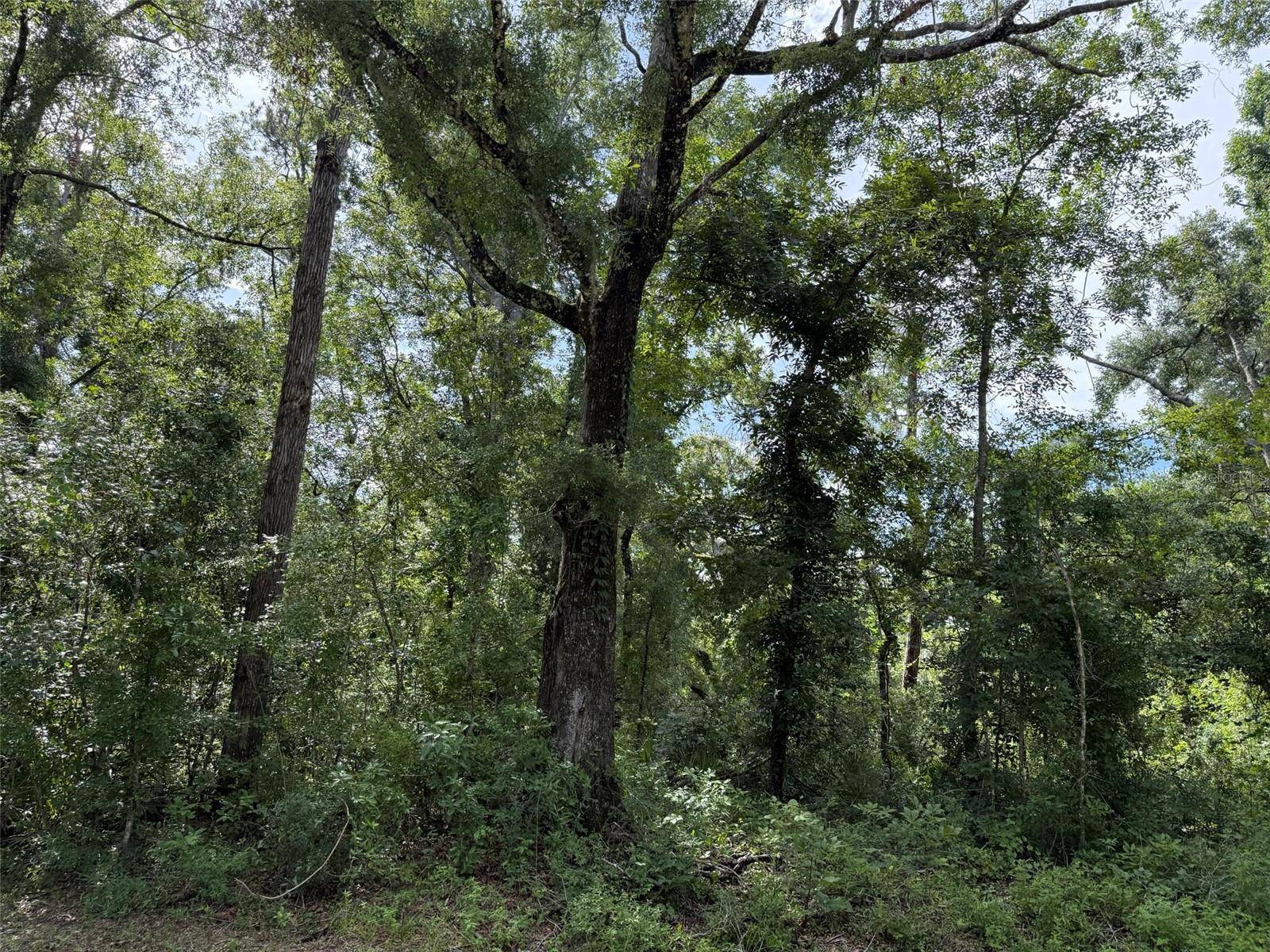 Live Oak, FL 32060,RUNNING SPRINGS DR