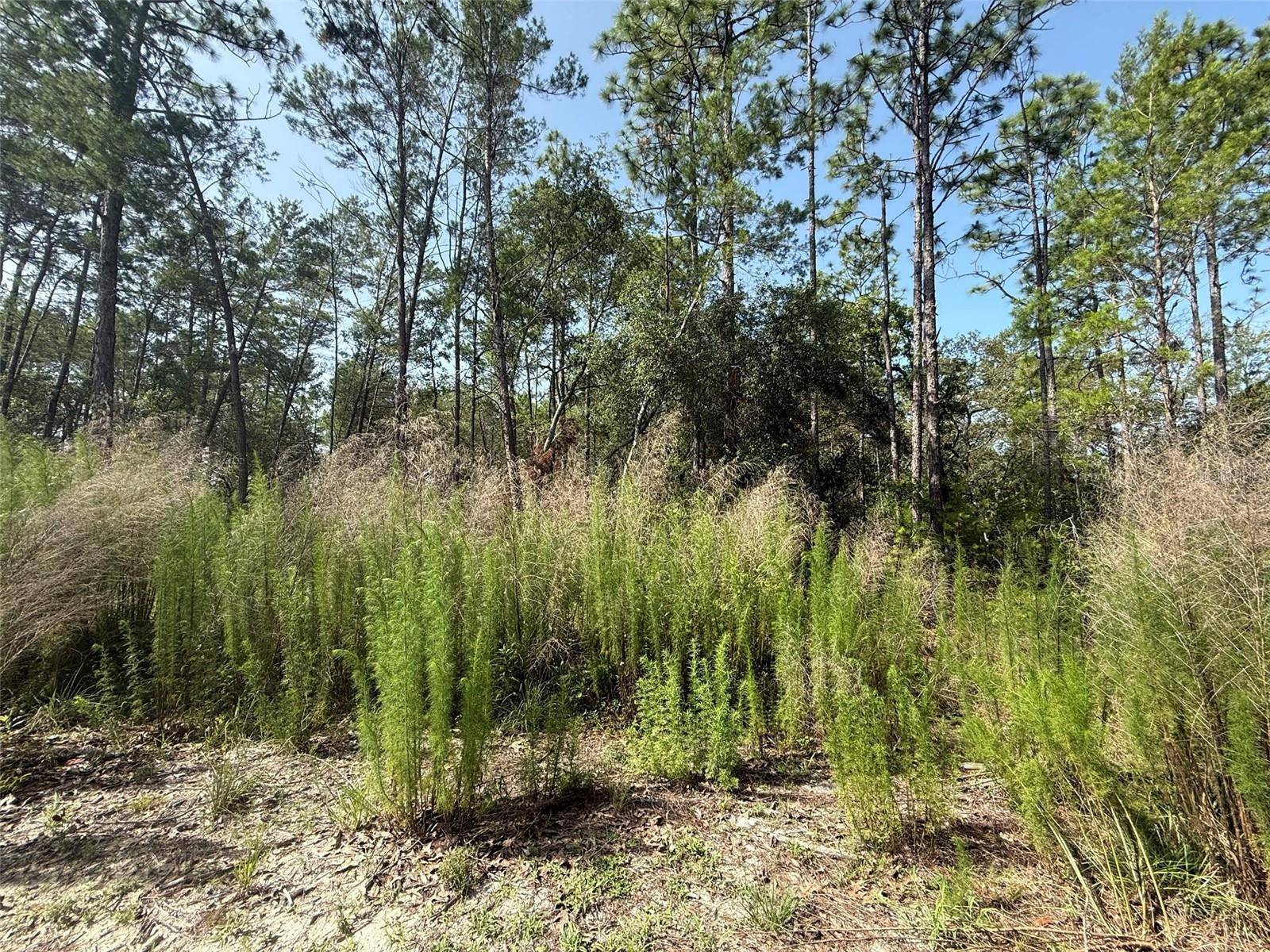 Satsuma, FL 32189,101 WASHINGTON AVE
