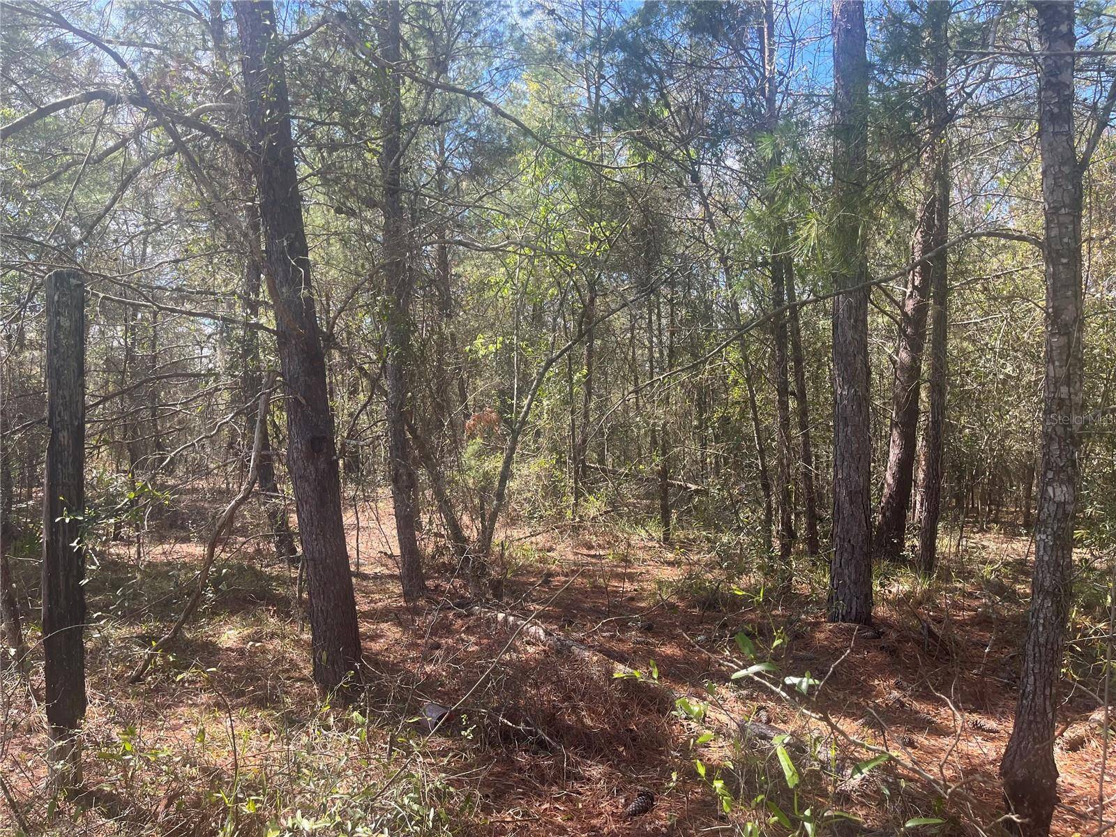 Interlachen, FL 32148,TBD MARTHA DR