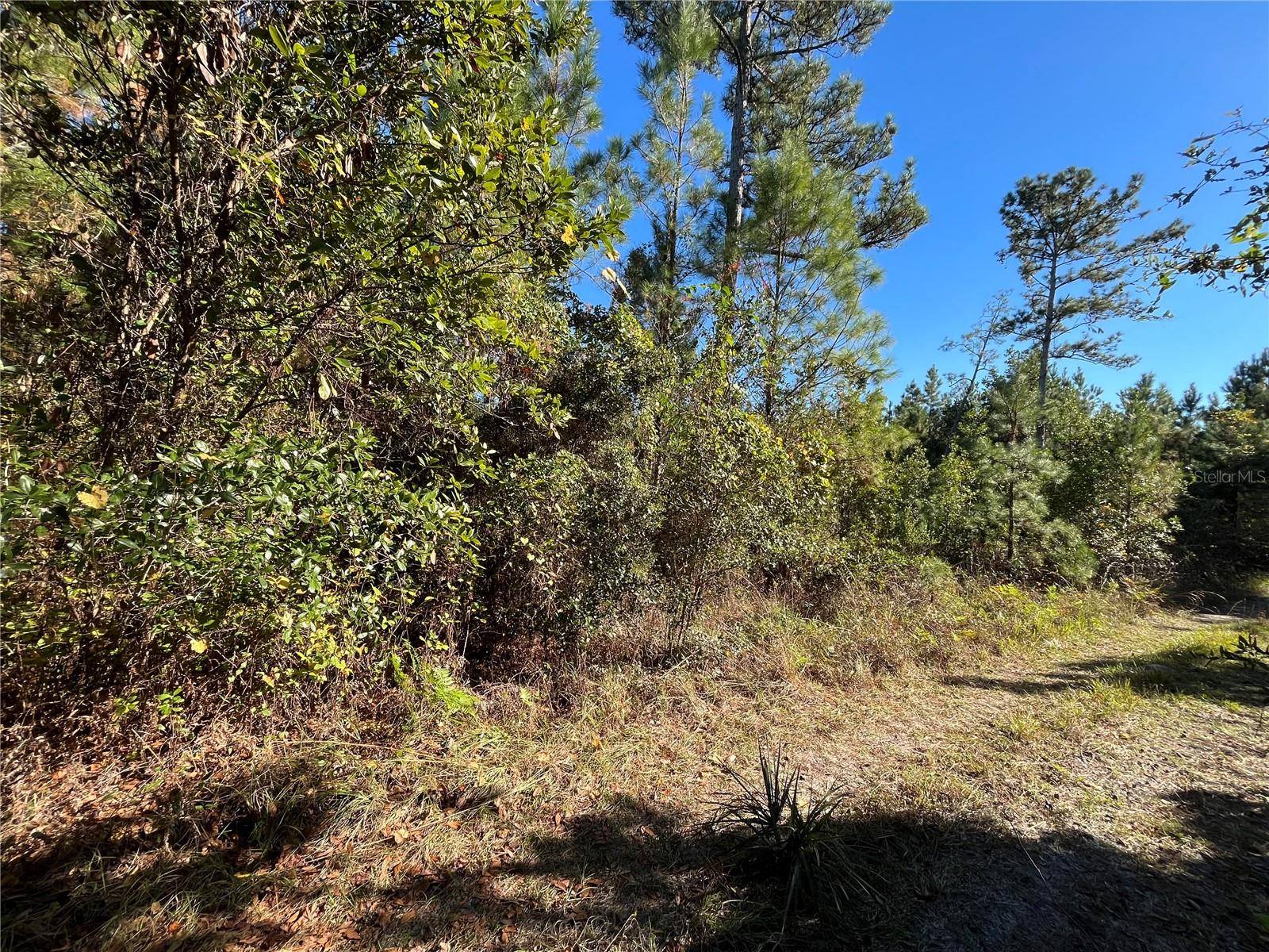 Satsuma, FL 32189,223 MOURNING DOVE RD