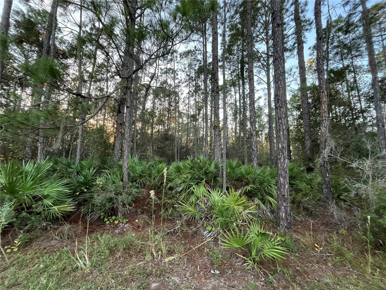 Interlachen, FL 32148,TBD ROYAL AVE