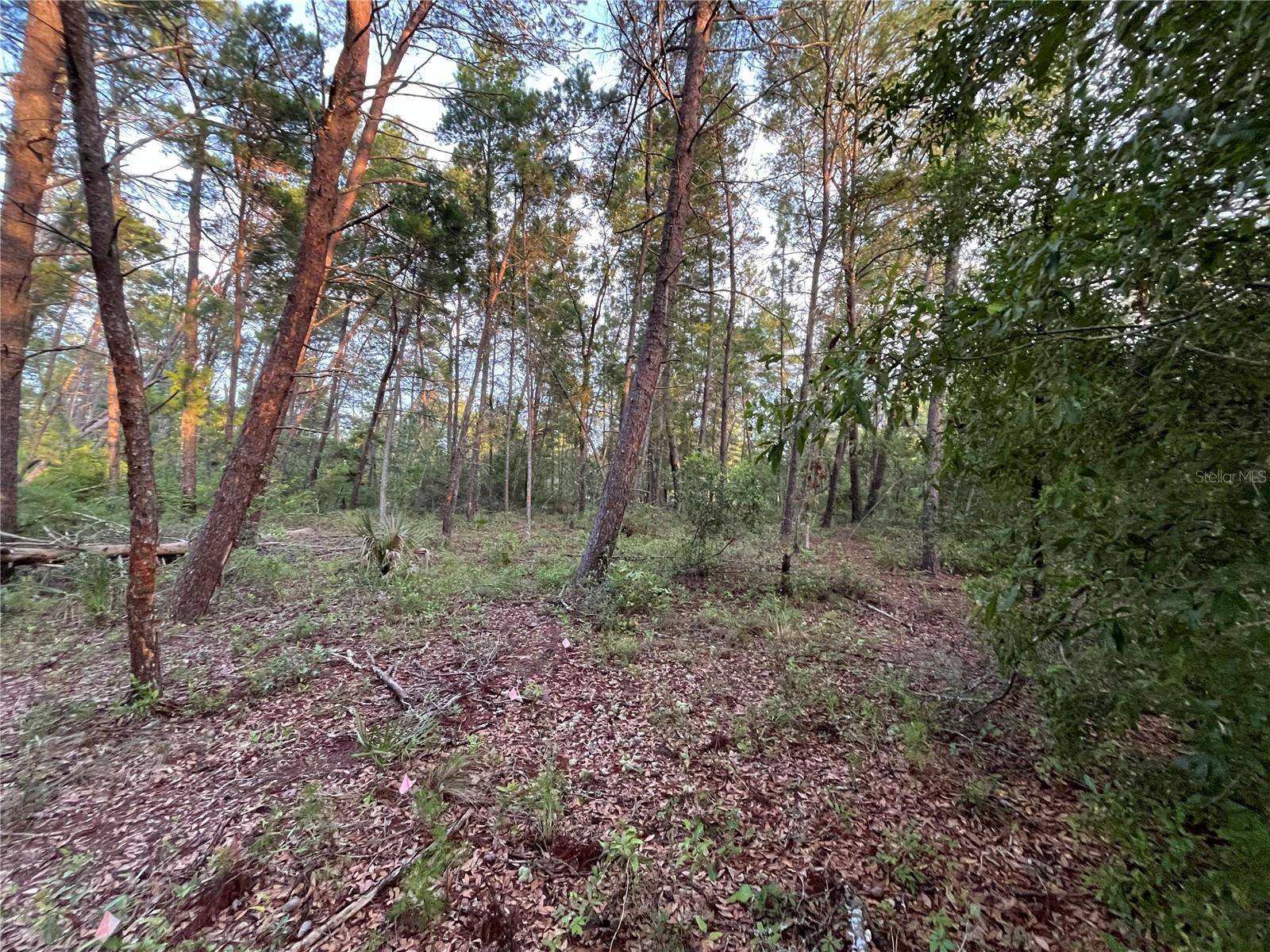 Interlachen, FL 32148,TBD TWIN LAKES RD