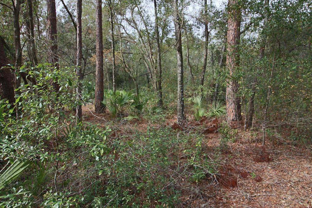 Keystone Heights, FL 32656,00 COUNTY ROAD 315