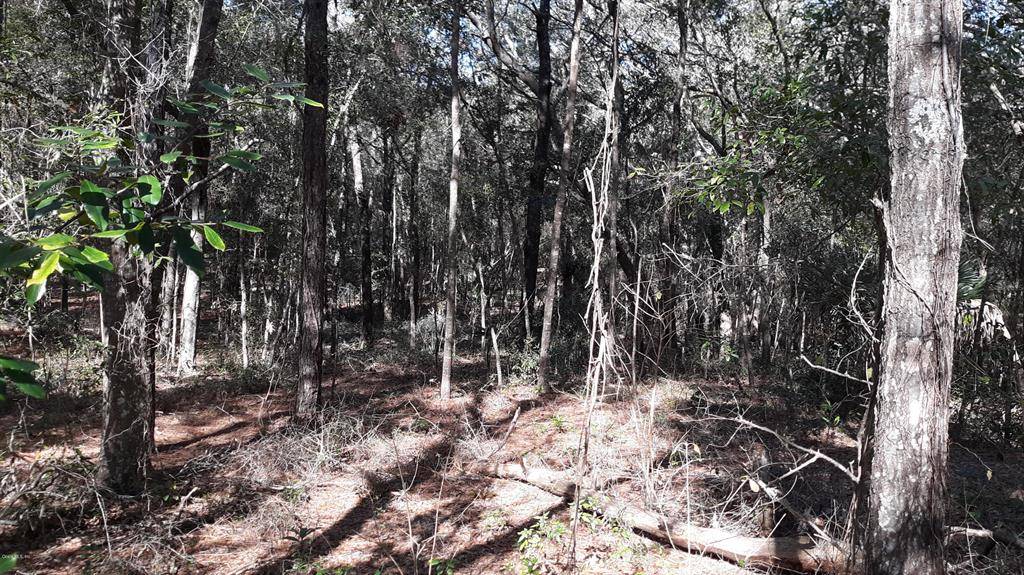 Dunnellon, FL 34431,0 SW 202 AVENUE RD