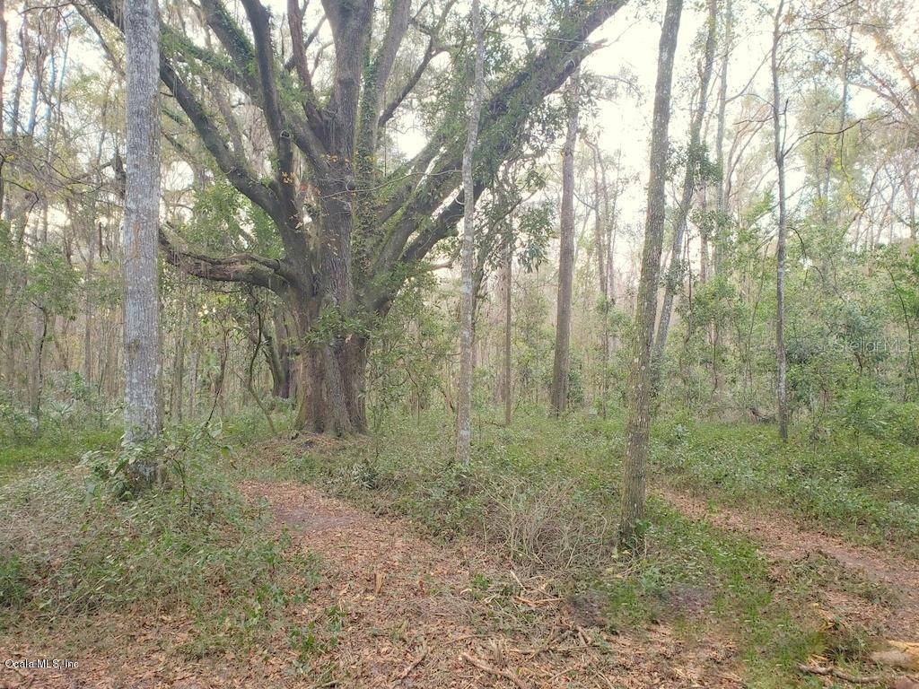 Citra, FL 32113,10.43+/- ac NE 189th Lane