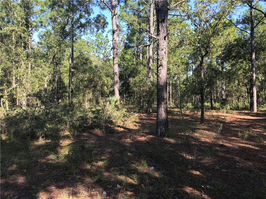 Dunnellon, FL 34431,0 SW RAINELLE ROAD