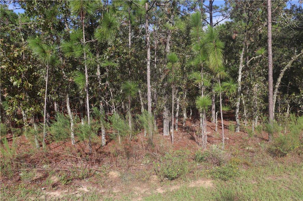 Dunnellon, FL 34432,125 CT RD