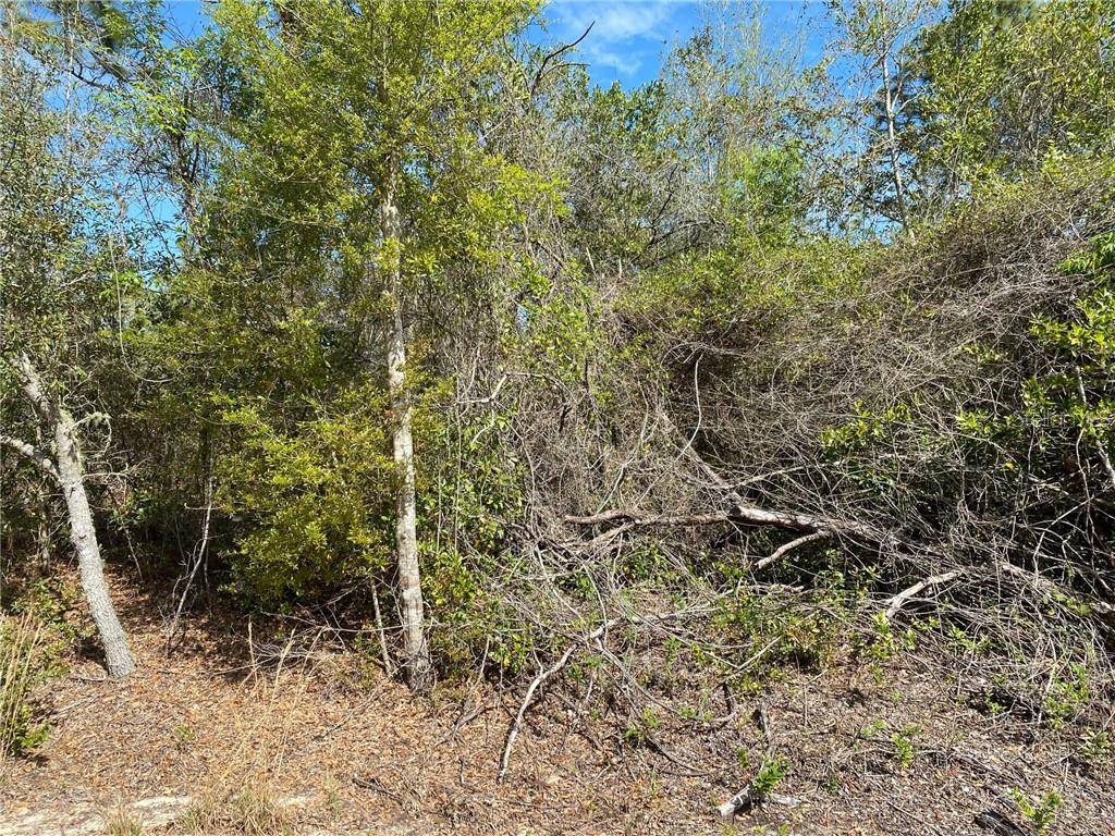 Dunnellon, FL 34431,000 SW JONQUIL CT LOT 31