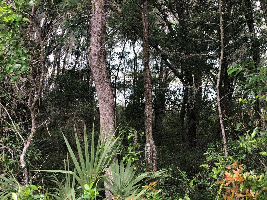 Dunnellon, FL 34431,TBD SW SHOREWOOD DR