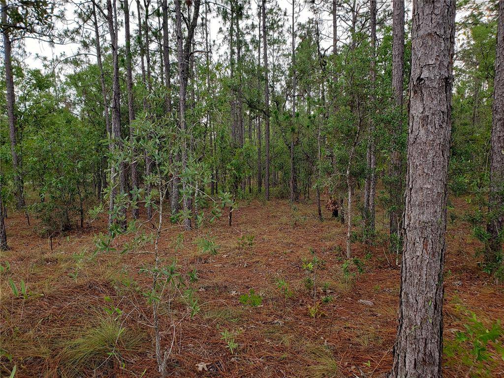 Dunnellon, FL 34431,Lot 23 RIDGEWOOD RD