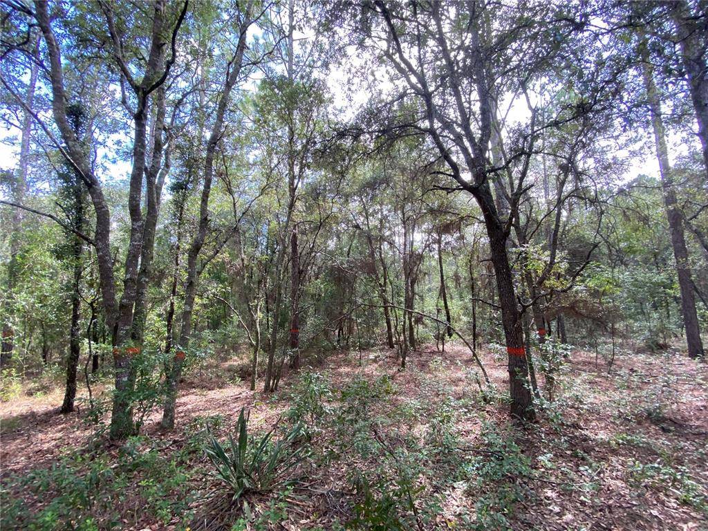 Morriston, FL 32668,TBD SE 23RD PL