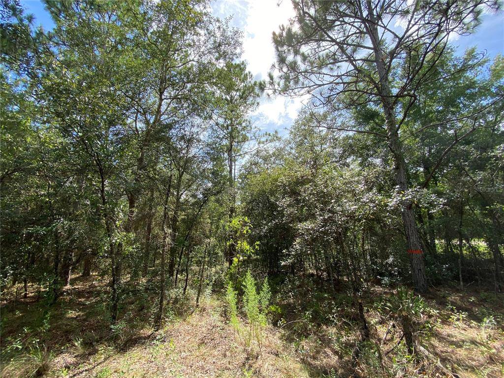 Morriston, FL 32668,TBD SE 23RD PL