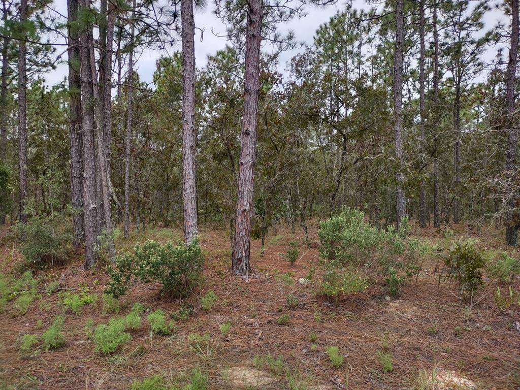 Dunnellon, FL 34432,TBD SW 66 ST