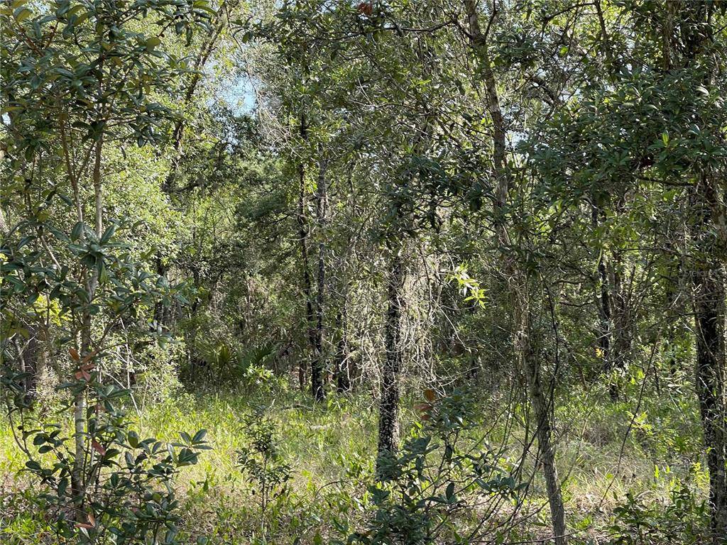 Morriston, FL 32668,Lot 1 SE 66 PLACE