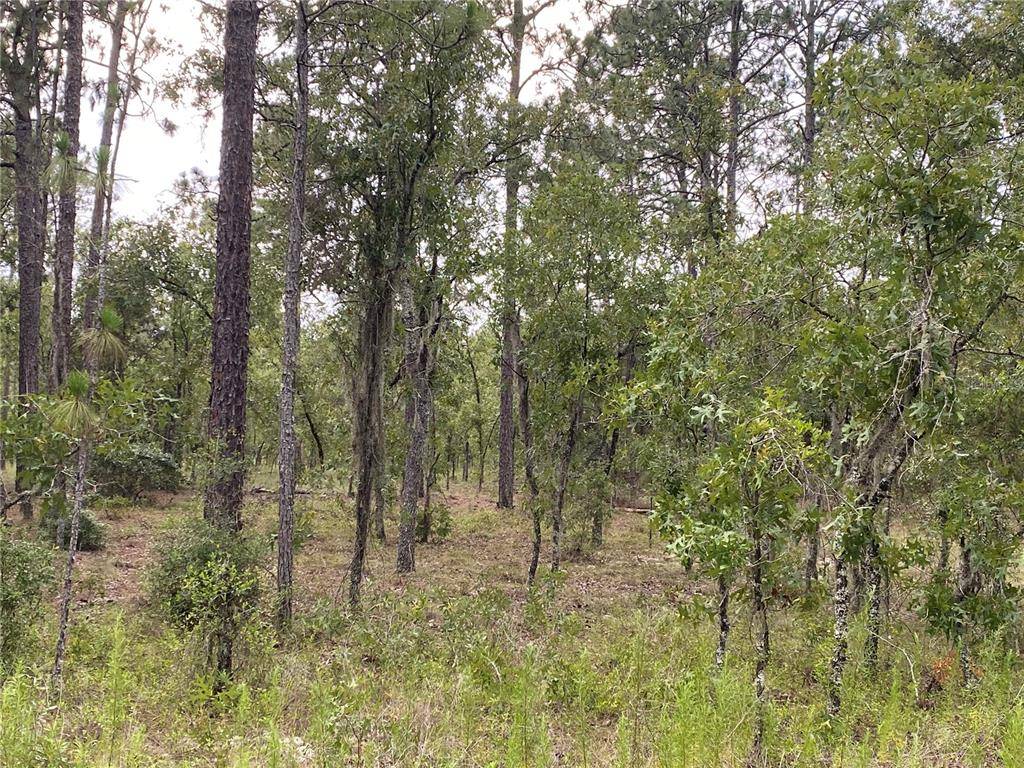 Dunnellon, FL 34431,0 NW FOXGLOVE LN