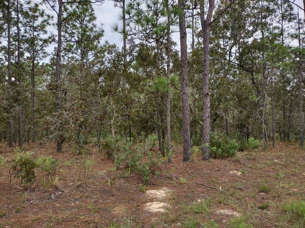 Dunnellon, FL 34432,TBD SW 137 CT