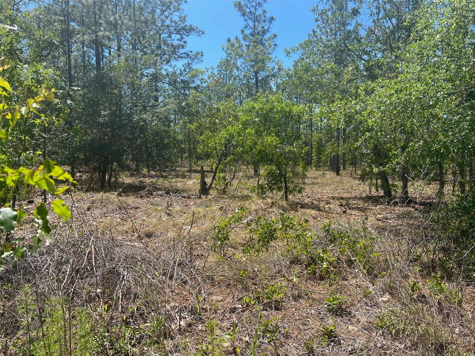 Dunnellon, FL 34431,00 SW WINDING HILLS RD