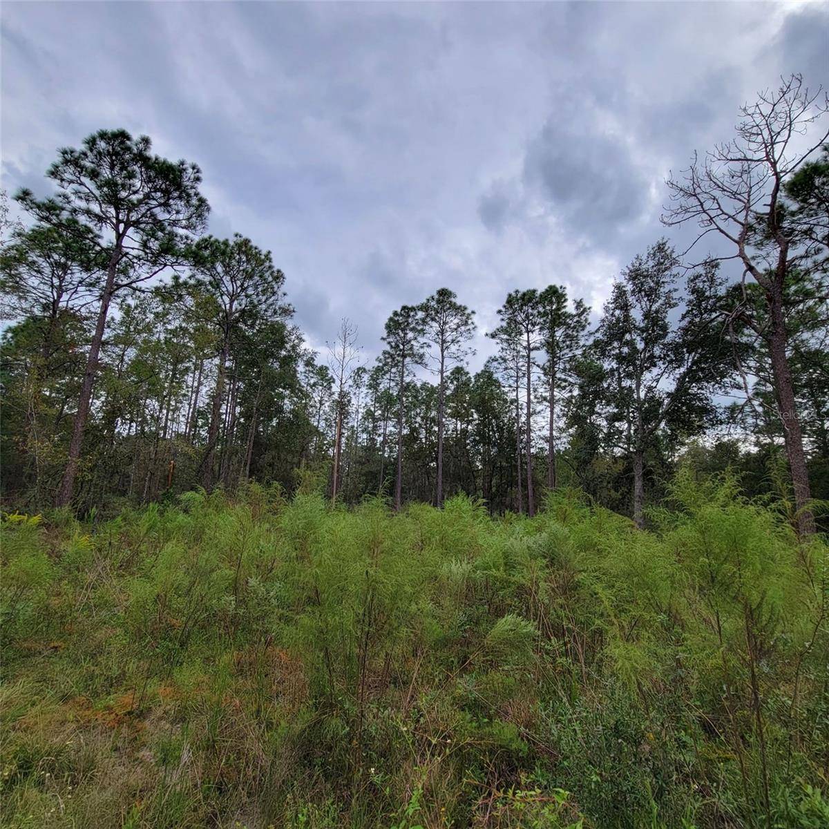 Williston, FL 32696,00 NE 17TH PL